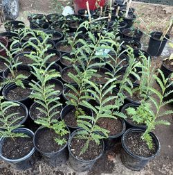 Sweet Tamarind Trees Un One Gallón 1F The Tall $25 Each Price Firm