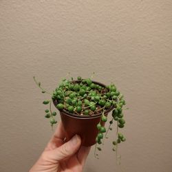String Of Pearls 