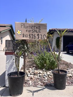 Plumerias