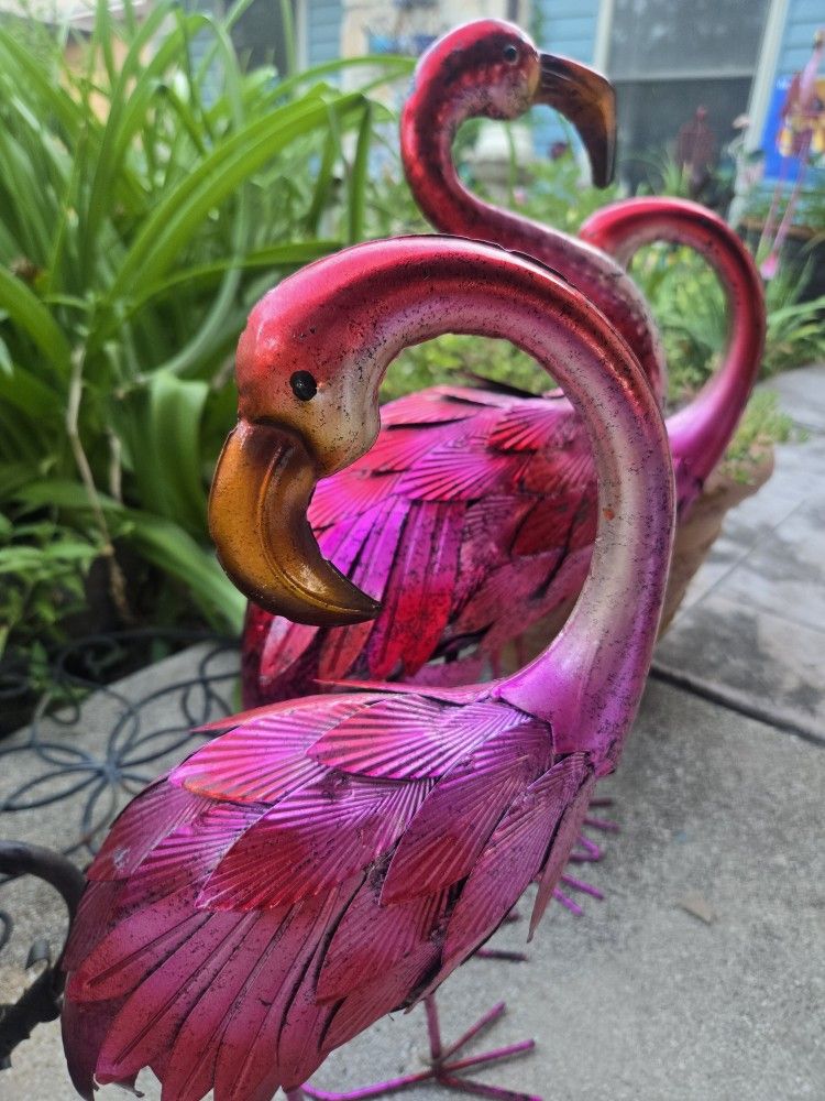 Flamingos