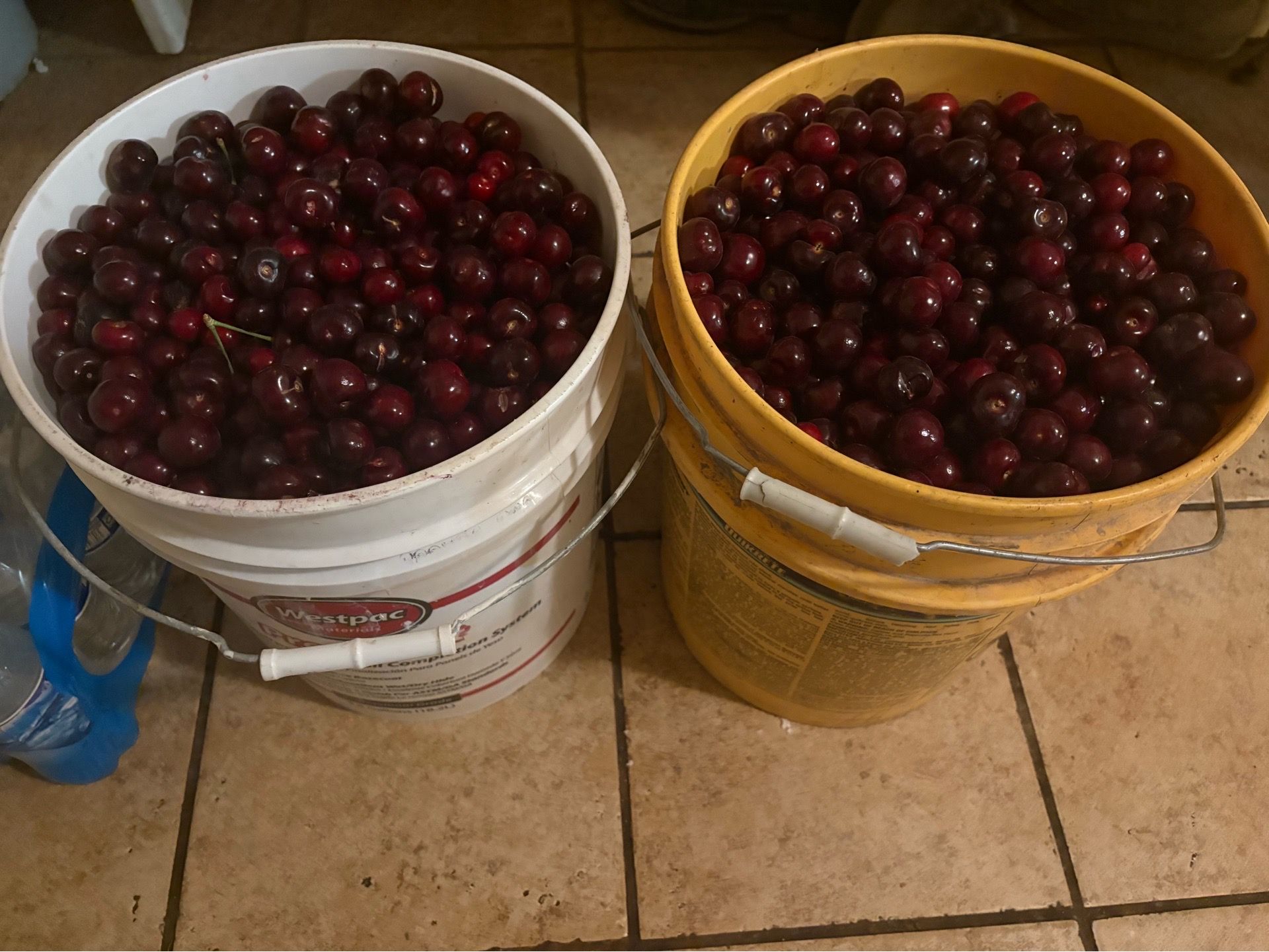Cherries