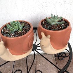 Succulent Plants For Sale 🪴Potted In Cute Ceramic Planter🪴 Please Read Description 