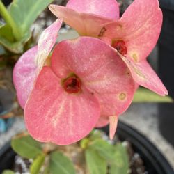 Corona De Cristo, Dulce, Pavo Real