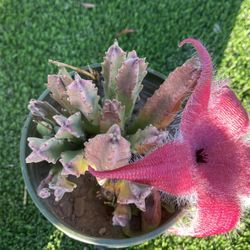 Stapelia Grandiflora 