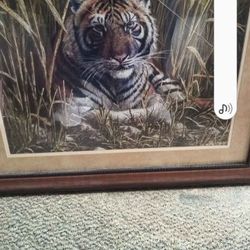 Tiger Pic