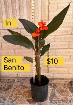 Plant For Sale Canna Cannova 