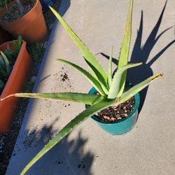 Aloe Vera Plant 