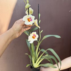 4” Miltoniopsis Springtime 
