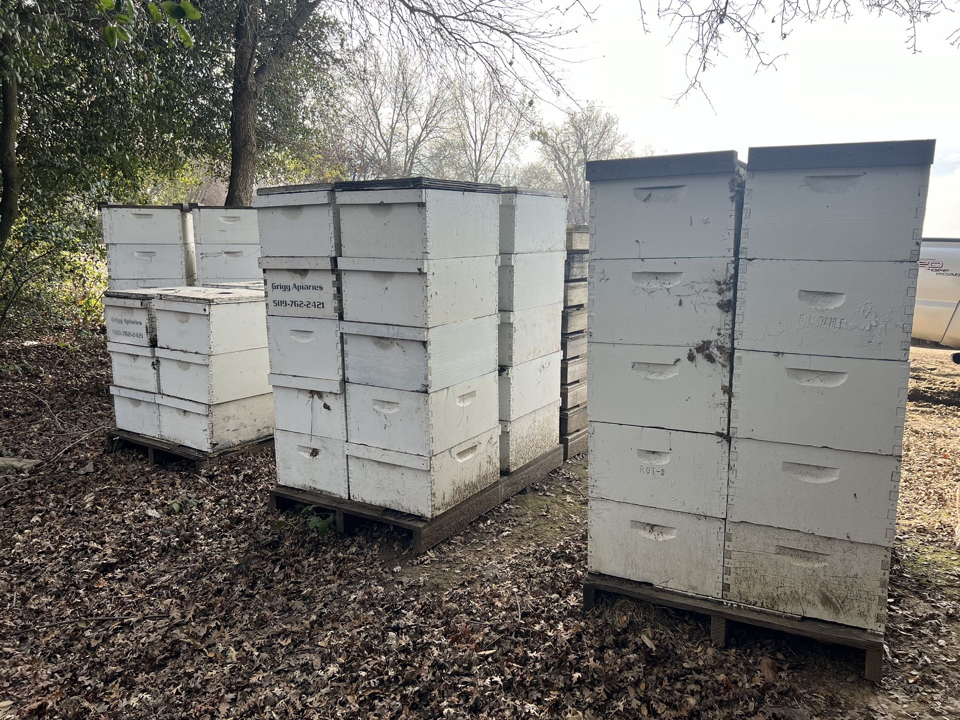 Bee Hive
