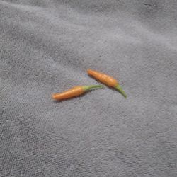 Chile Plant For Sale