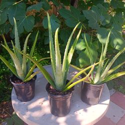 Organic Aloe Plants FOR SALE