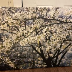 Cherry Blossom Canvas 30x37”
