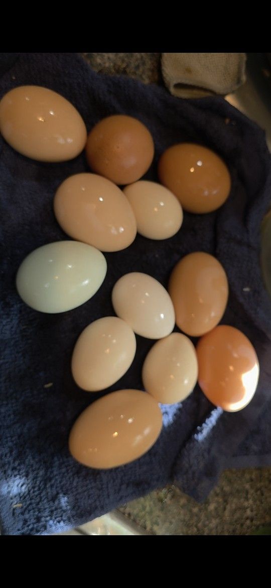 Eggs
