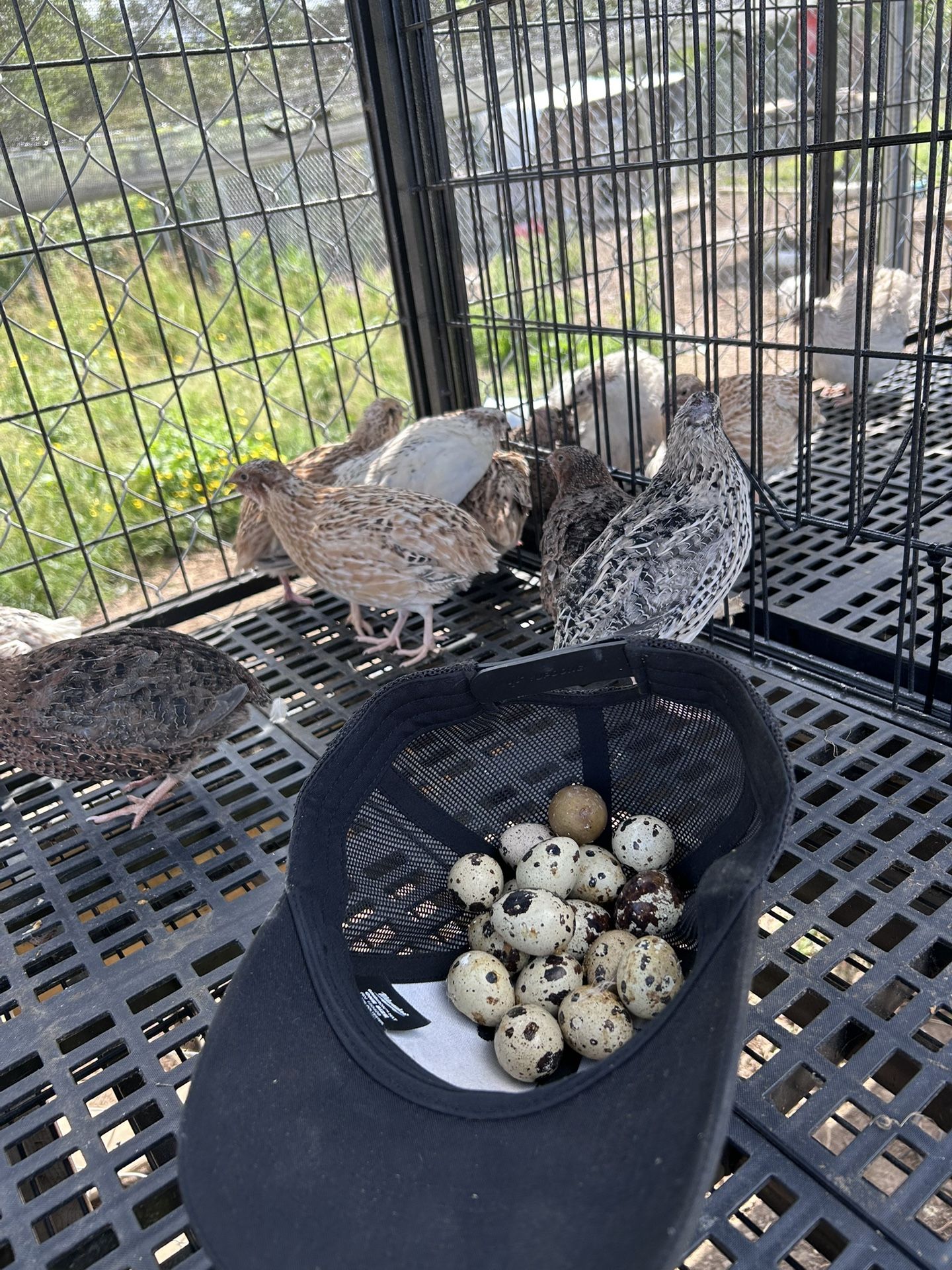 Quail Eggs 