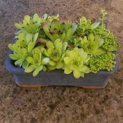 Live Succulents Flowering Plants in a Blue Planter