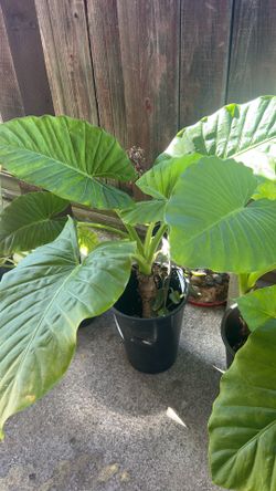 Plant