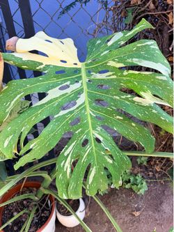 Mature Monstera Thai Constellation
