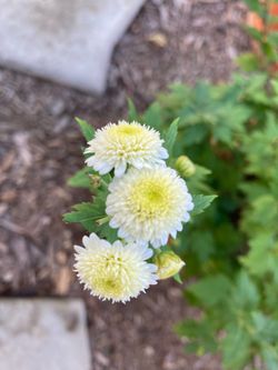 Heirloom Tea Chrysanthemum “Gong Ju Hua”, 1 Gallon, Medicinal Herb Plant, Traditional Chinese Medicine