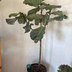 Fiddle Lead Fig
