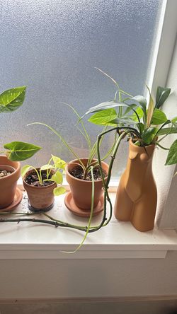 Plant bundle with pots and everything