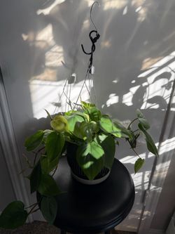 Heartleaf Philodendron