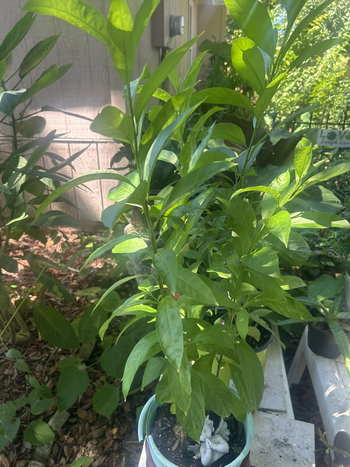 Midnight Jasmine Plant 