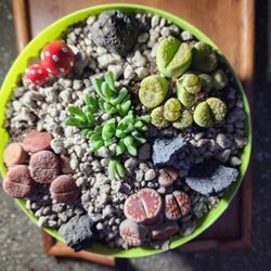 Succulent/plant Sale This Sunday From 1pm To 4pm IN San Lorenzo