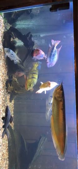 300 gallon Fish tank