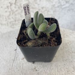 2 Inch Pot Succulent Plant - Crassula Congesta Green Beans - Rooted & Established - Drought Resistant 🪴 Great Baby Shower Wedding Favors 