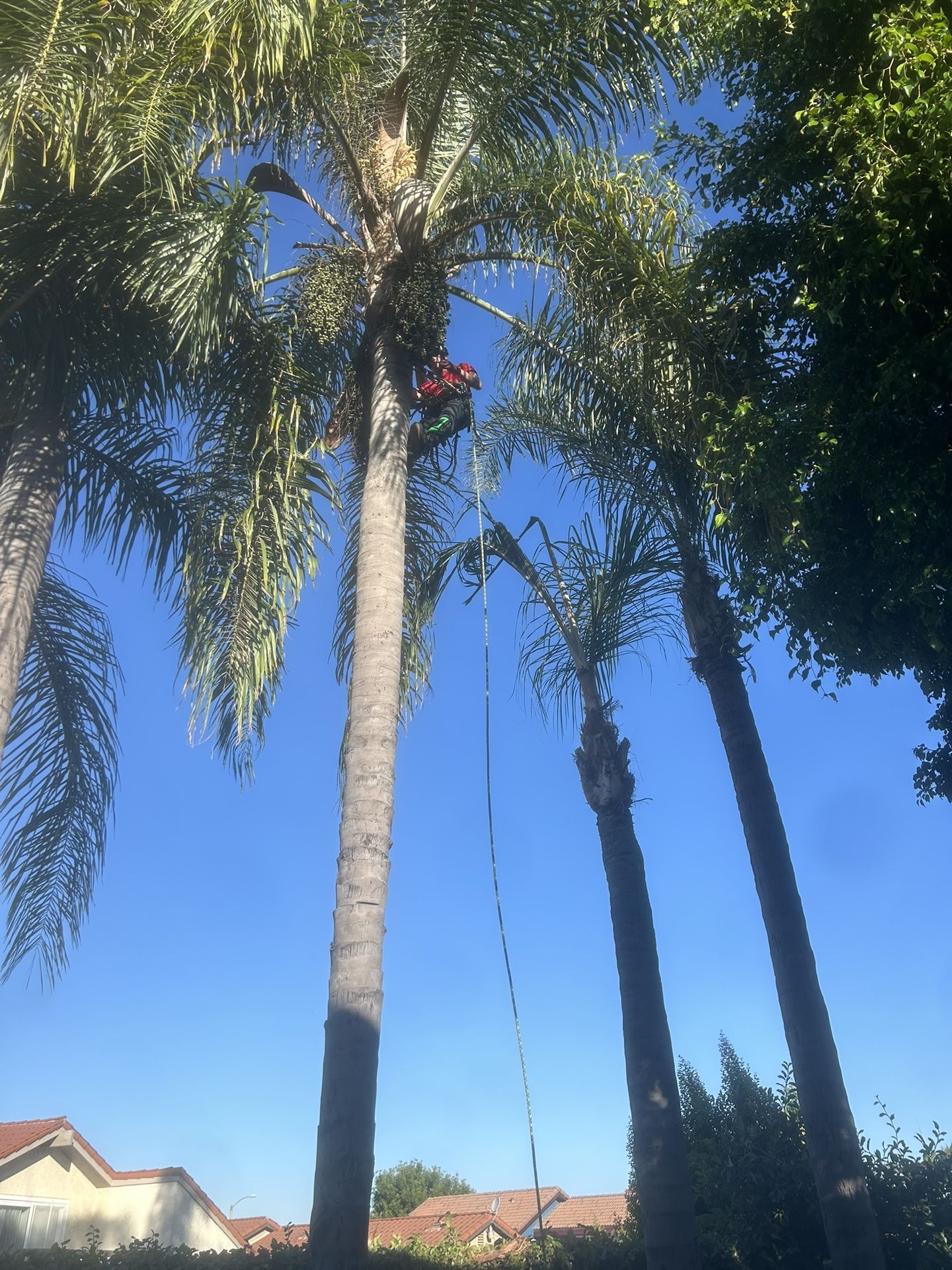 Trees and Palms Trimming