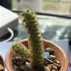 Mammillaria Elongata Gold Lace Lady Finger Cactus Rooted Beautiful! 1 Plant For $6 Or 2 For $10