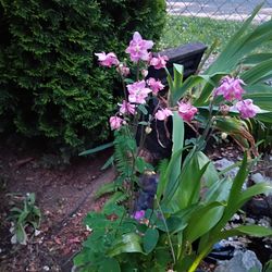 Columbine plants