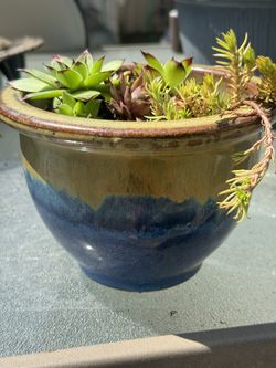 Potted Succulent arrangement