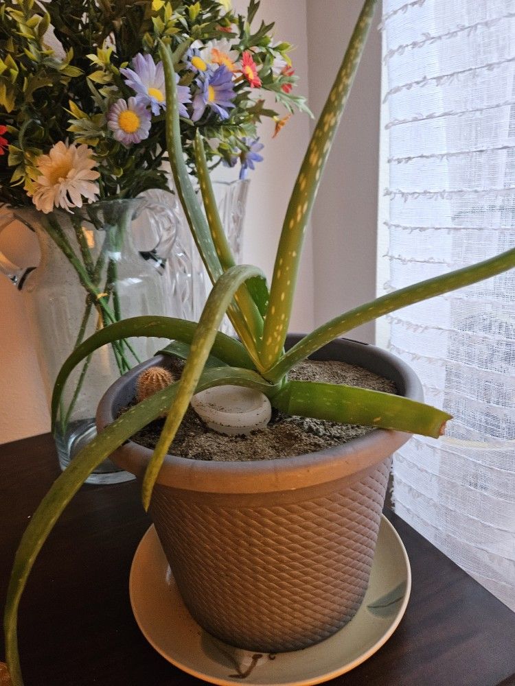 Aloe Vera, Inside, $10 Each