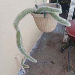 Cactus Cola De Mono 🐵 