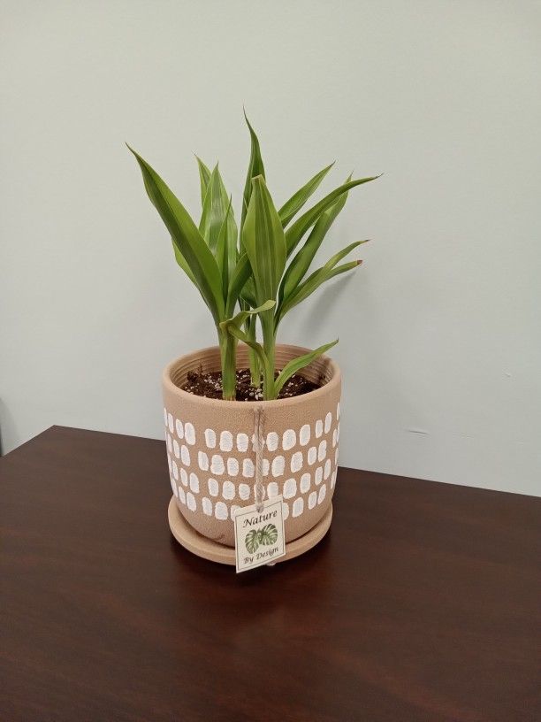 Potted Dracaena - House Plant