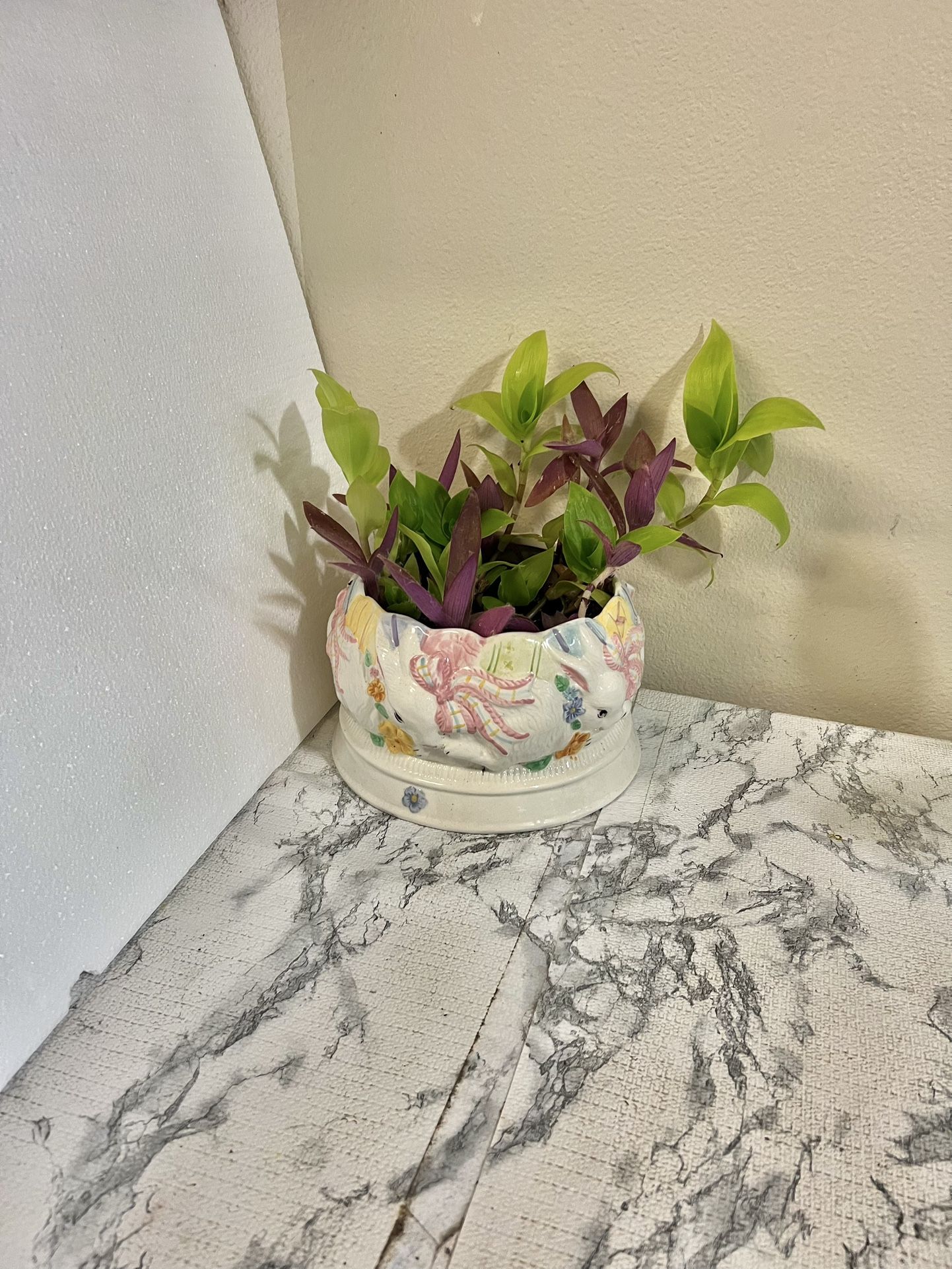 2 Different Tradescantia plants