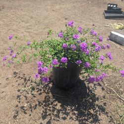Lantana Purple