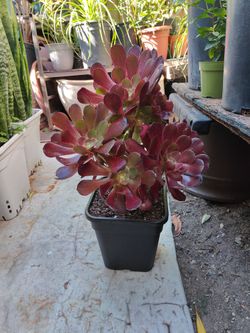 Succulent Outdoor Plants