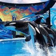 Sea World Tickets And Sesame Place 
