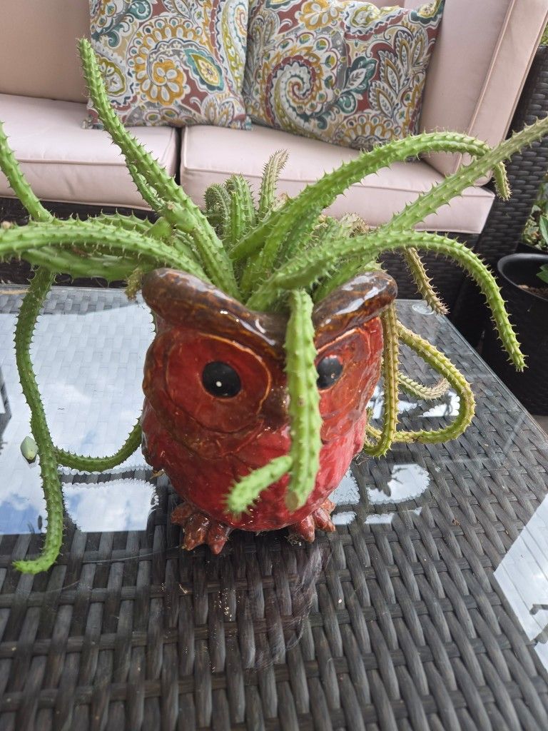 Potted Succulent $20