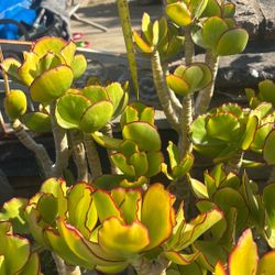 Plant 