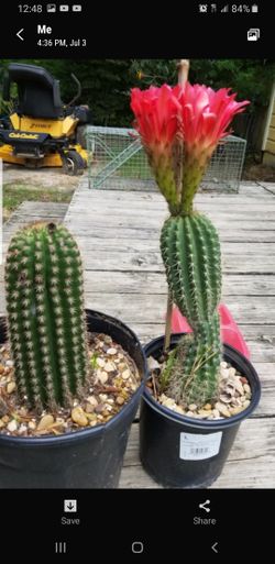 These plants not for sale