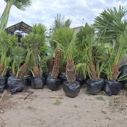 Mediterranean Fan Palm And Texas Sabal Palms