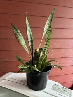 Maceta De Planta Lengua De Suegra Muy Bonita
