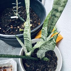 Last Call: $10 for Healthy Snake Plant In White Vase