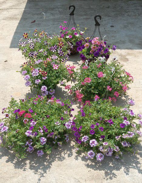 Large Hanging Baskets Mixed Flowers 