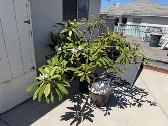 Large, Mature Pink Plumeria Tree