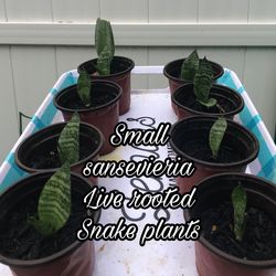 Snake plant small