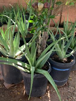 Part two of the many plants available for purchase